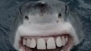 TOP 5 SHARK