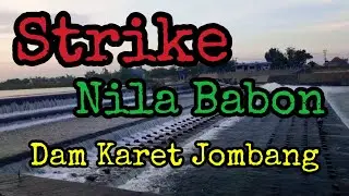 Mancing Liar || Strike Nila Babon || Dam Karet || Joran Sampe Melengkung...
