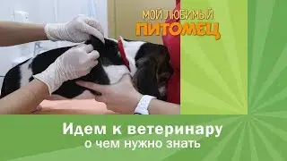 ИДЕМ К ВЕТЕРИНАРУ: что нужно знать, как подготовиться, что взять с собой
