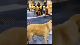 dog   #comedy #shorts
