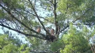 "Baby" Owls