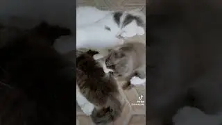 KUCING MENYUSUI