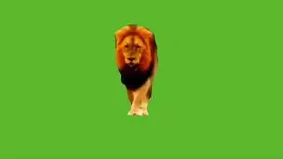 lion green screen video, Animals video green screen, 