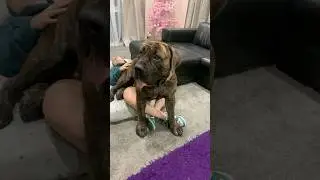 Big Boerboel 170lbs Lap Dog 