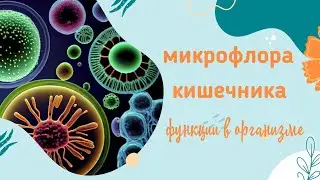 Нормальная микрофлора кишечника. Функции.