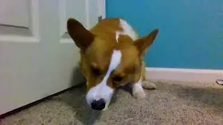 Loaf eating cheese/Corgi ASMR!!!!