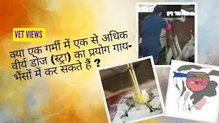 कृत्रिम गर्भाधान (A.I) में एक से अधिक वीर्य डोज (स्ट्रा) का प्रयोग गाय-भैंसों में कर सकते हैं ? #AI