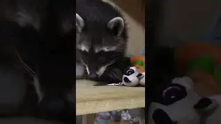 Игорек и Енот 🦝 - Крутое Видео Для Детей🥰 #видеодлядетей #детскийвлог #длядетей #игрыдлядетей