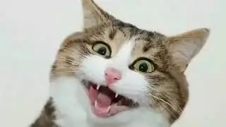 Fotojenik Kedi