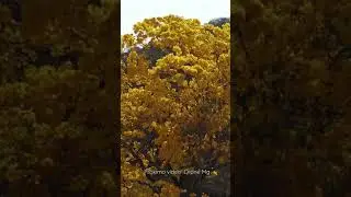 Dji Mini 2 crash?