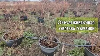 Омолаживающая обрезка 9-летней голубики. Ставрополь. 09.02.2024 г.
