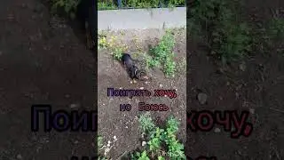 Тиша на прогулке #животные #прикол #такса #dog #taksa #смешное #тиша #собака