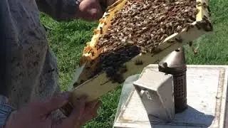 Вывод маток для начинающих. Джентер 1ч.