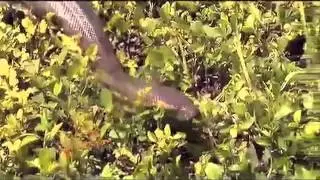 10 Global change and ecological interactions