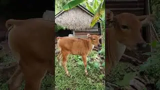 Bali Lahangan Sweet