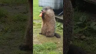 Sparkle Enjoy A Nice Healthy Carrot 🥕🥕 #groundhog #carrot #chewing #backyard #eating #healthy #cute