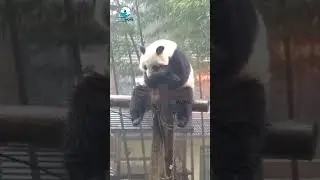 #panda #wildlife #forest #wildanimals #indianwildlife #forest #ytshorts #youtubeshorts #viral