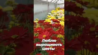 Давайте знакомиться. Так вот чей голос за кадром и чьи ручки выращивают красоту.