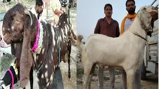 Tungwali mande ਸਿਰਫ ਇਹੀ ਜਾਨਵਰ ਫੇਮਸ ਹੈ ਕਿਉਂ Farming brain