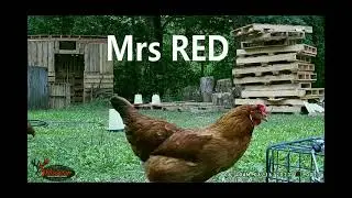Trail Cam BackYard Chickens June 16 &17, 2023 #freerangechickens #sdsg #backyardchickens #michigan