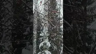 Кольцово❤ в Снегу❄🌧
