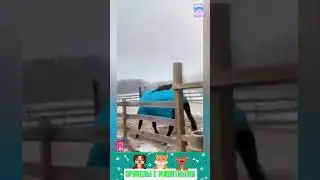 приколы с животными , смешные моменты , коты и собаки  , смех до слез 