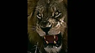 TIGER vs LION 
