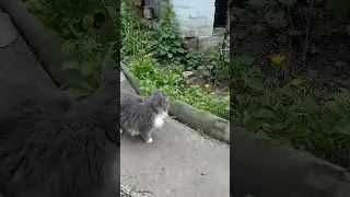 на даче