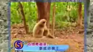 Monkey with a death wish