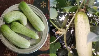 Cucumber Harvest