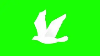 Pigeon Green Screen Video 🕊️ Green Screen Dove | Green Screen Flying Pigeon | Green Screen Pigeon