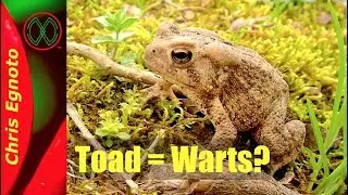 Toads and Warts? True or False?