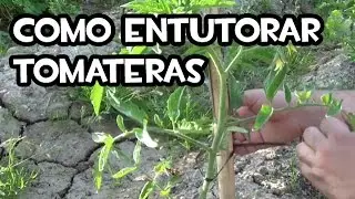 How to Train or Trellise Tomatoes!! 🍅 Step-by-Step Guide | Ivan's Garden
