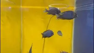 Blue Dolphin 🐬🐬 cichlid have very specific aquascape because they are open water swimmers