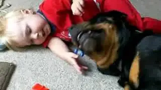 Baby's Best Friend, his Rottweiler