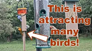 Calling All Birds: Food That Attracts a Variety of Species!