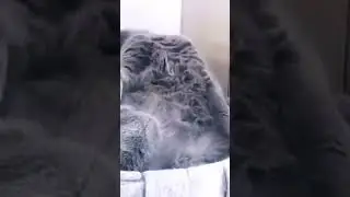Funny animals #funny #shorts