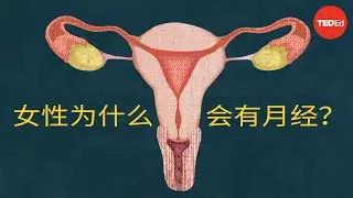 女性为什么会有月经？