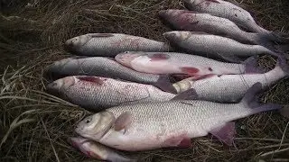 С Этой Снастью Всегда с Уловом! Язь, Карась не пройдёт мимо!