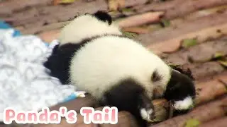 What Is The Color Of Giant Panda's Tail? | iPanda
