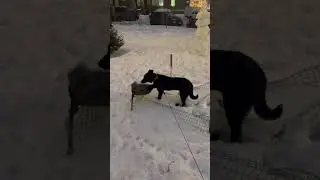 Щенок 8 месяцев ищет свою любящую и активную семью