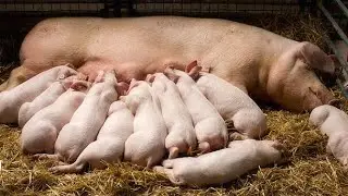What is the danger of pigs to humans