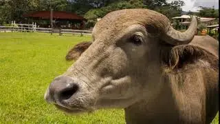 Cow Moo Sound Effect