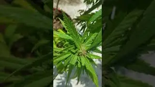 Jamaican lifestyle...Outdoor weeds