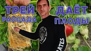 Трей рассада скоро урожай! (Trayplants)