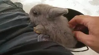Dwarf rabbit is having an off day.