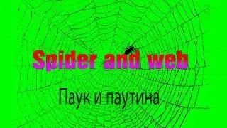 green screen spider and web