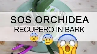 SOS ORCHIDEA - Recupero in Bark