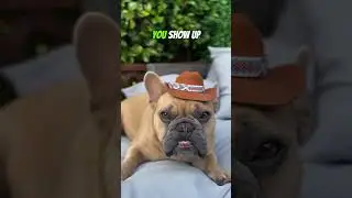 Did it work? 😝 #dog #dogsofyoutube #frenchie