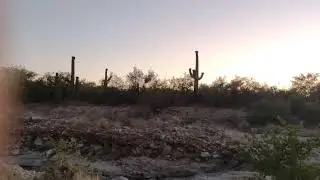 Homeward Bound ~ Sonoran Desert Seranades